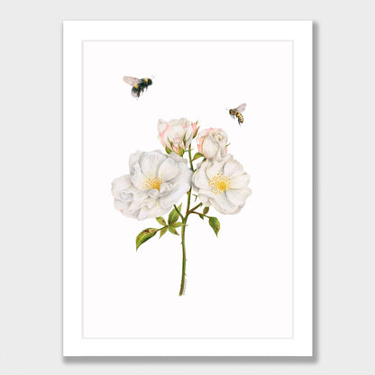 Roses and Bees Print