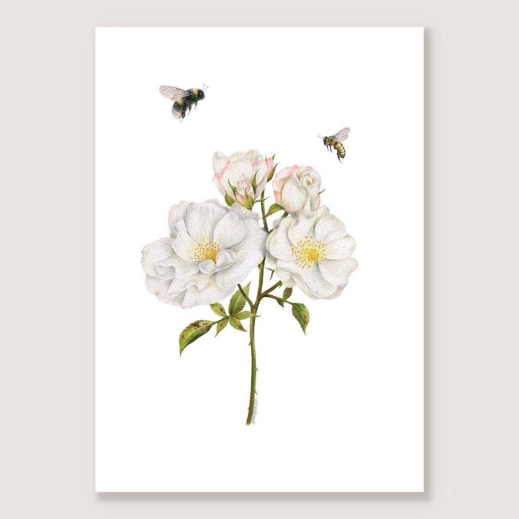 Roses and Bees Print