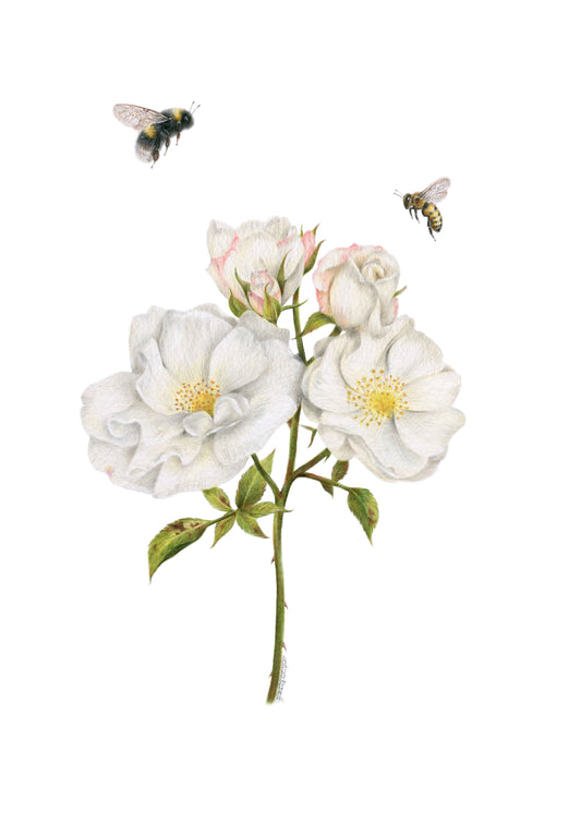 PREORDER - Roses and Bees Greeting Card