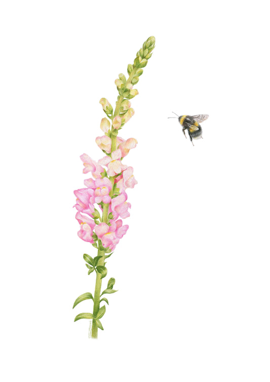 PREORDER - Snapdragon and Bee Greeting Card
