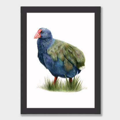 Takahē Print