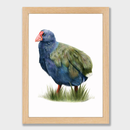 Takahē Print