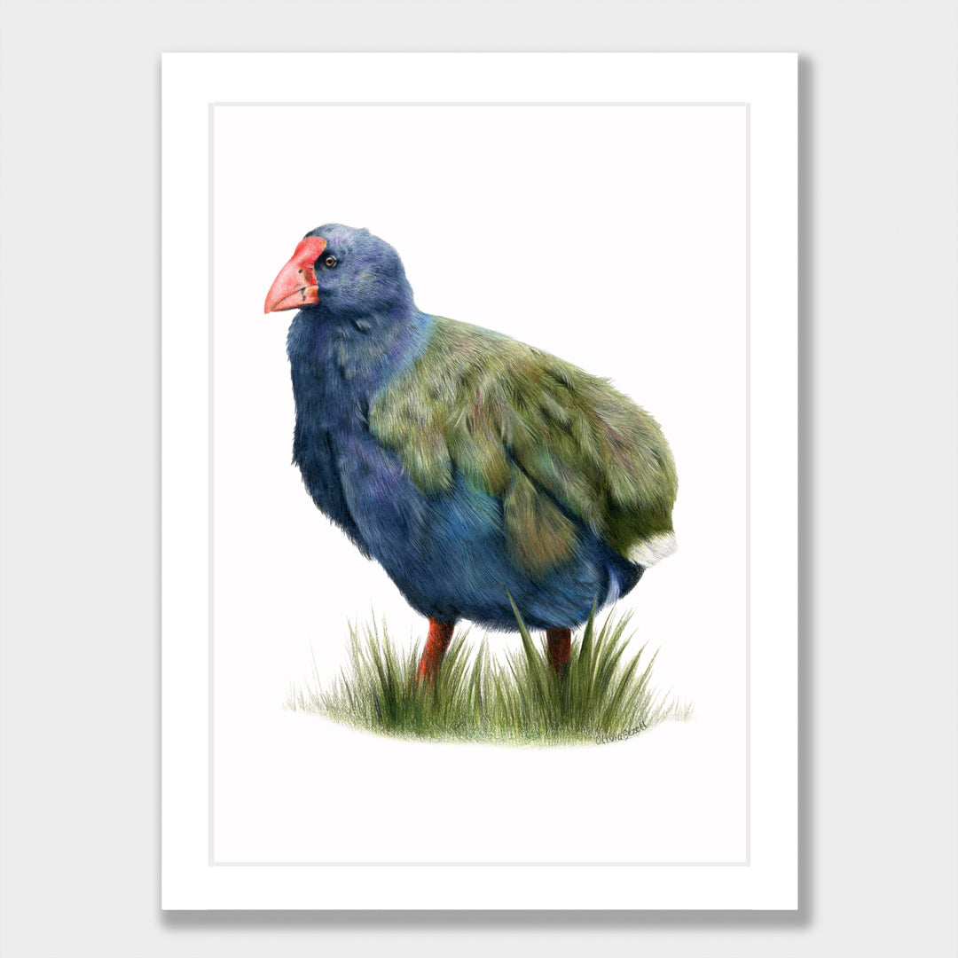 Takahē Print