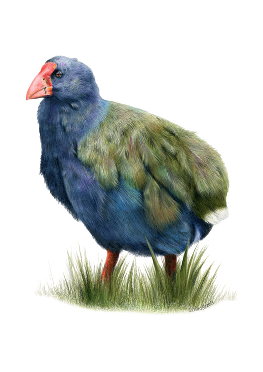PREORDER - Takahē Greeting Card