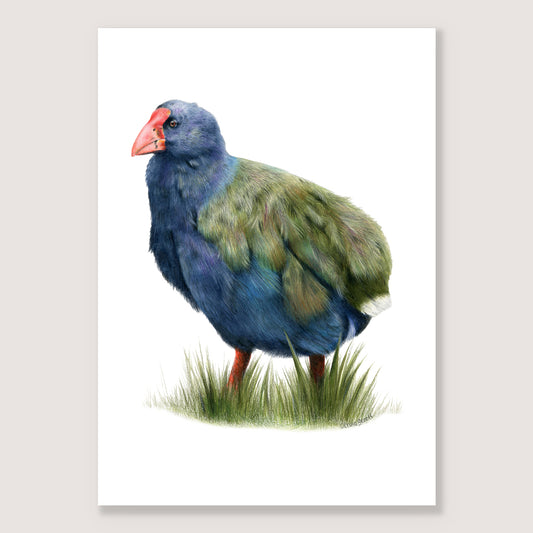 SALE - Takahe print A4