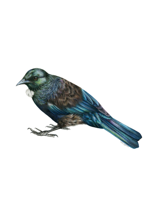 PREORDER - Tui Greeting Card