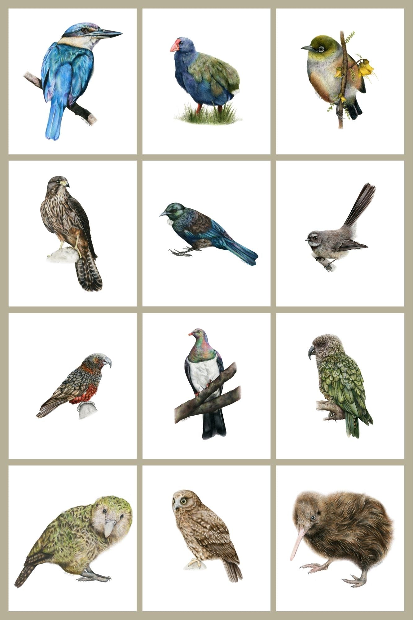 PREORDER - NZ Native Birds 12 Pack Greeting Card set