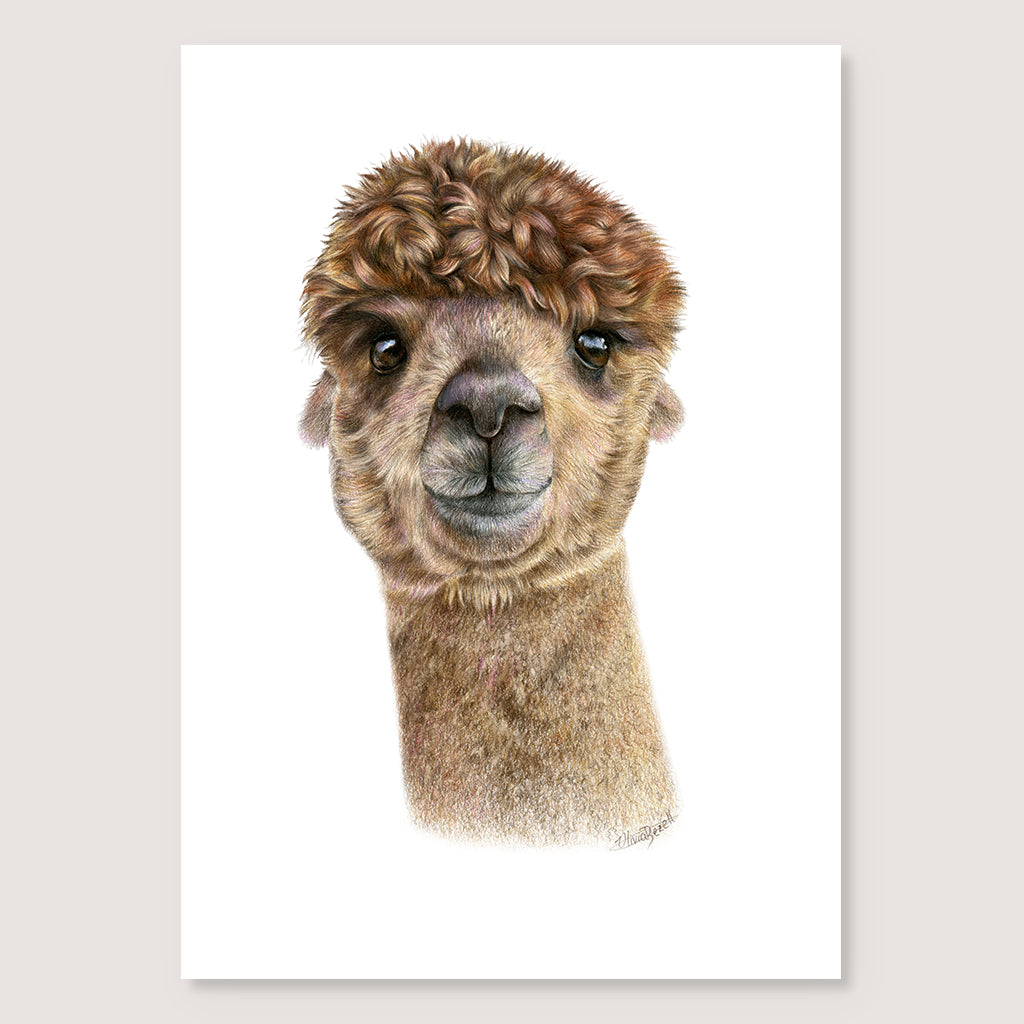 SALE - Alpaca print A3