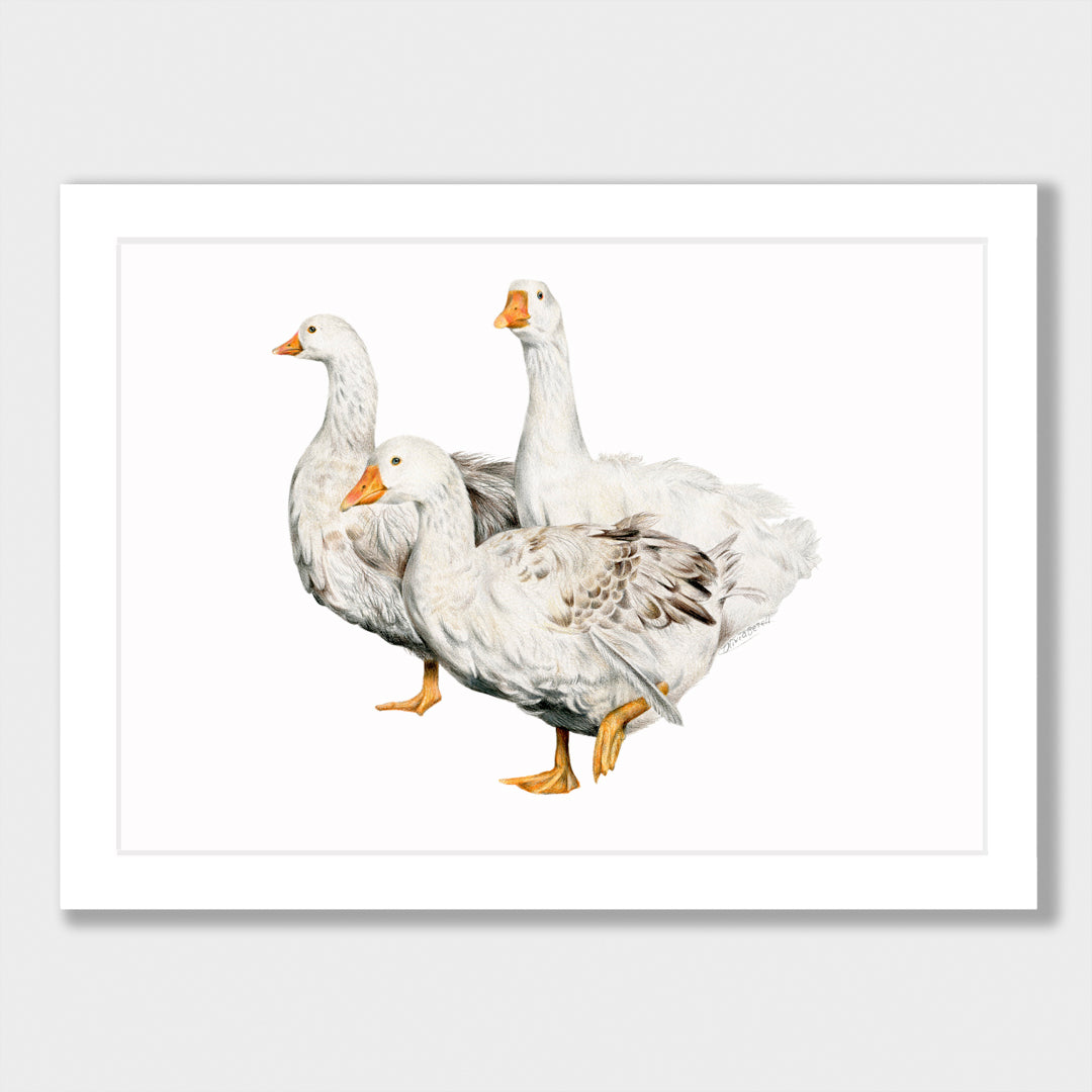Geese Family Print