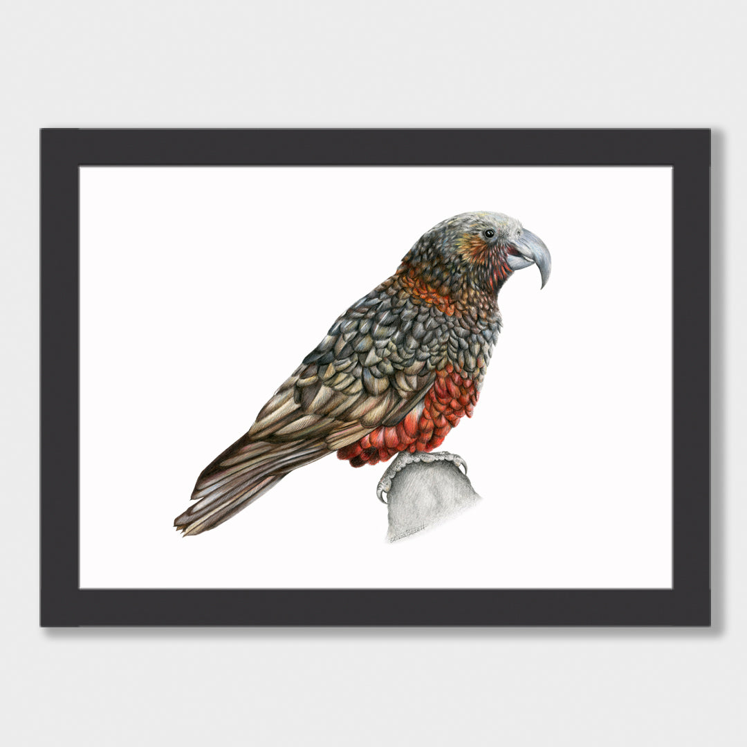 Kaka Print