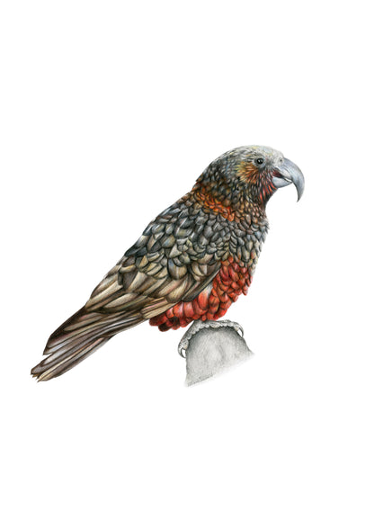 Kaka Greeting Card