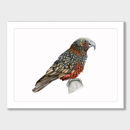 Kaka Print