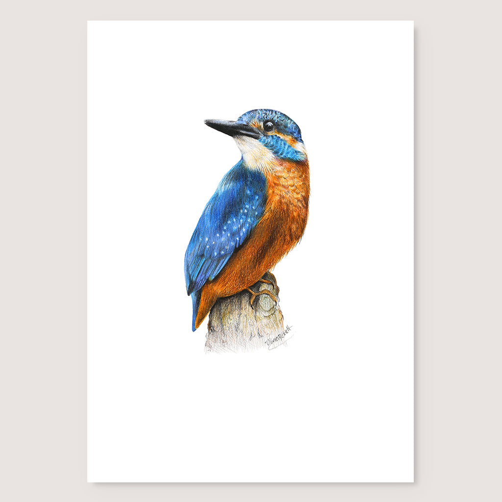 SALE - Kingfisher print A3