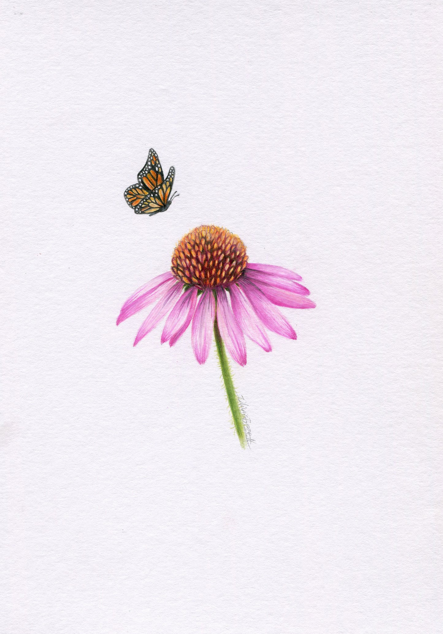 Mini one-off original 'Echinacea and Butterfly'