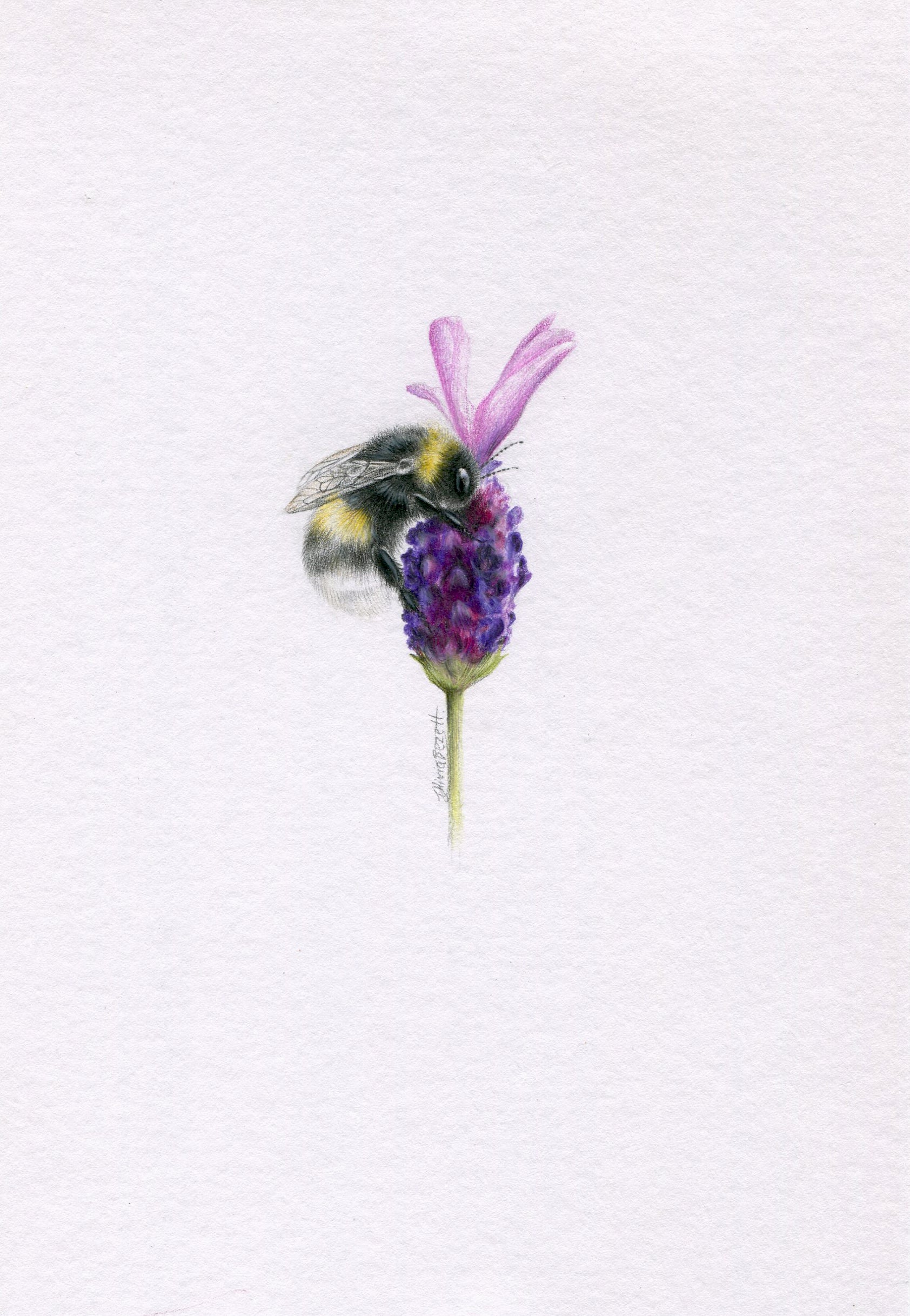 Mini one-off original 'coloured pencil bee 2' – Olivia Bezett Artist