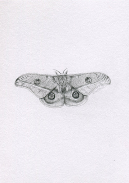 Mini one-off original 'Gum Emperor Moth'