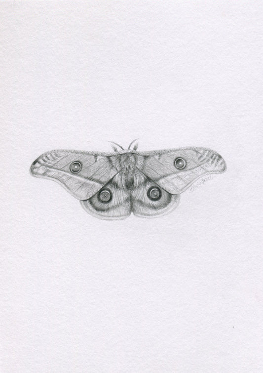 Mini one-off original 'Gum Emperor Moth'