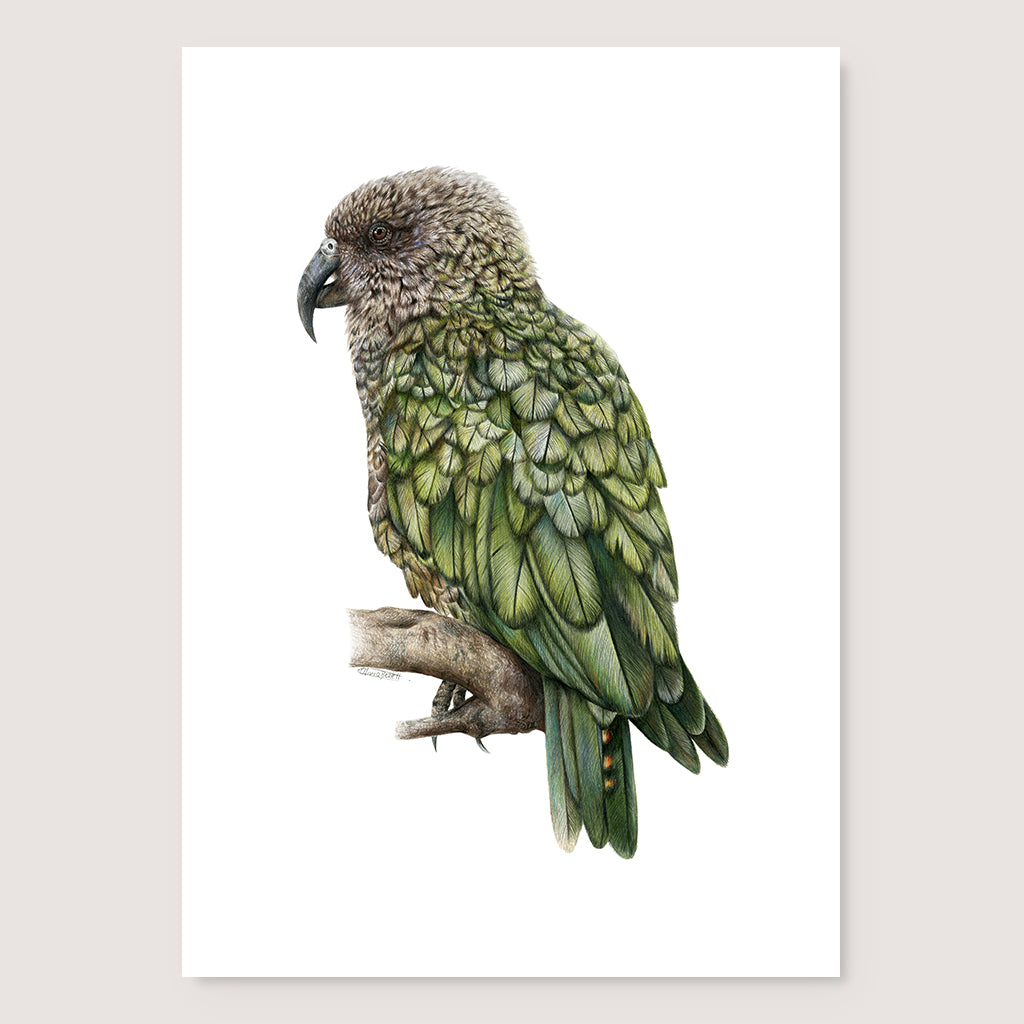 SALE - Kea print A3