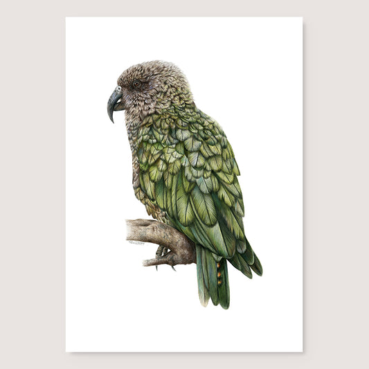 SALE - Kea print A3