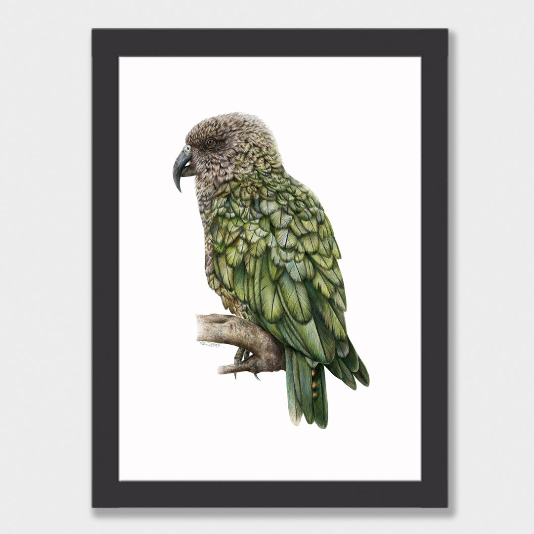 Kea Print