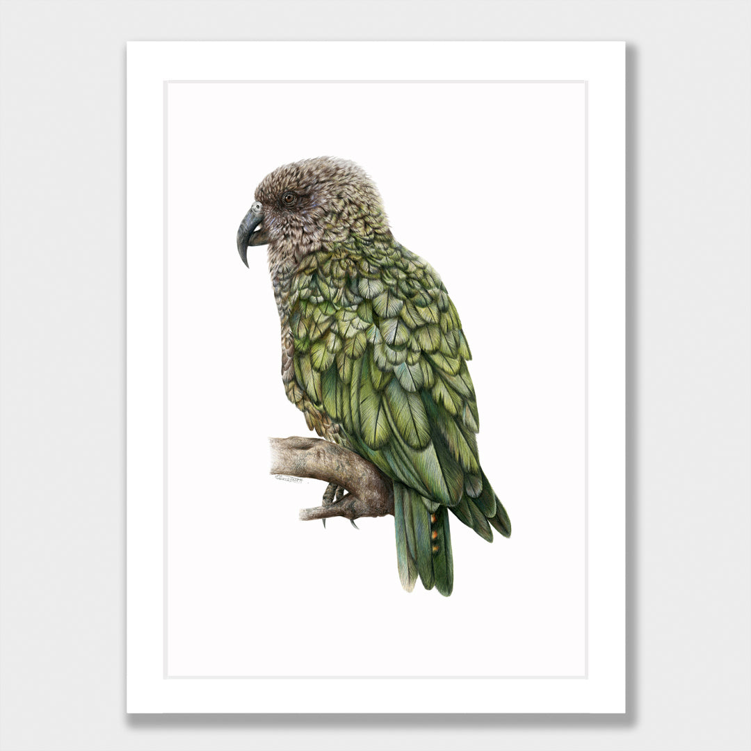 Kea Print