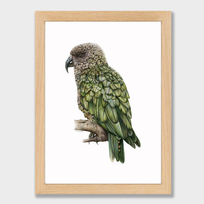 Kea Print