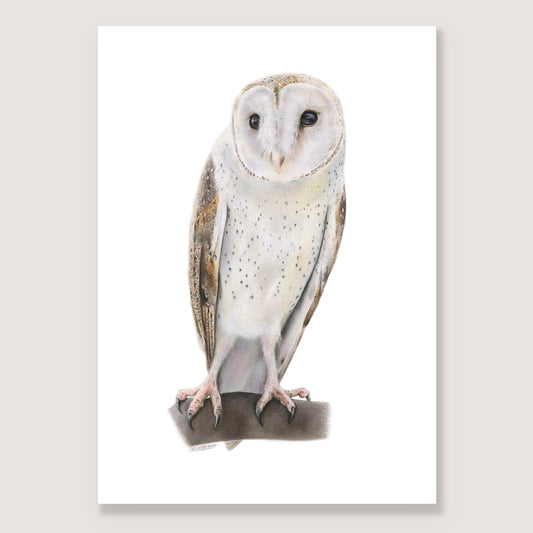 SALE - Barn owl print A5