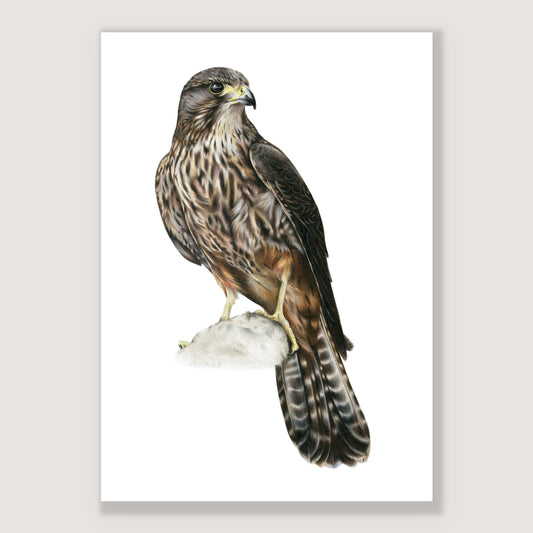 SALE - Kārearea print A3