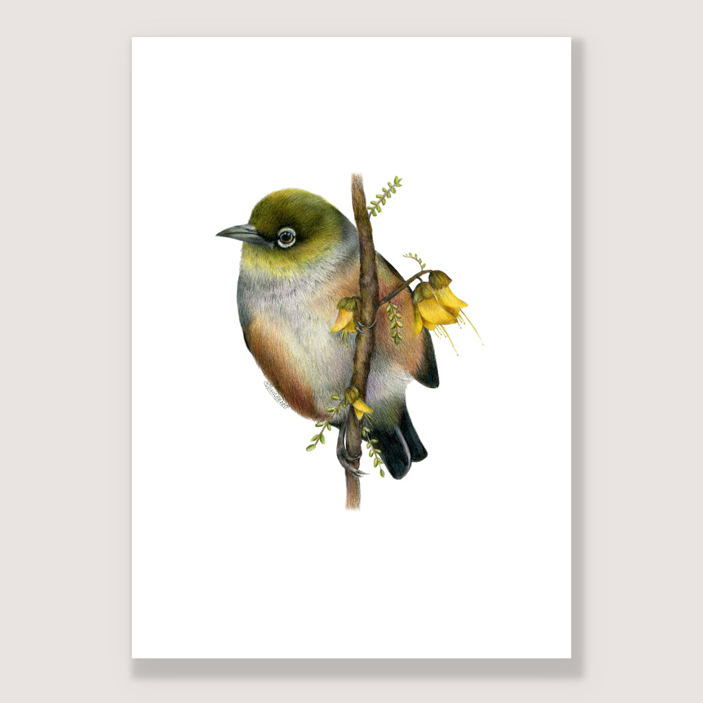 SALE - Waxeye print A3