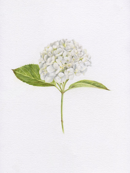 White Hydrangea Stem