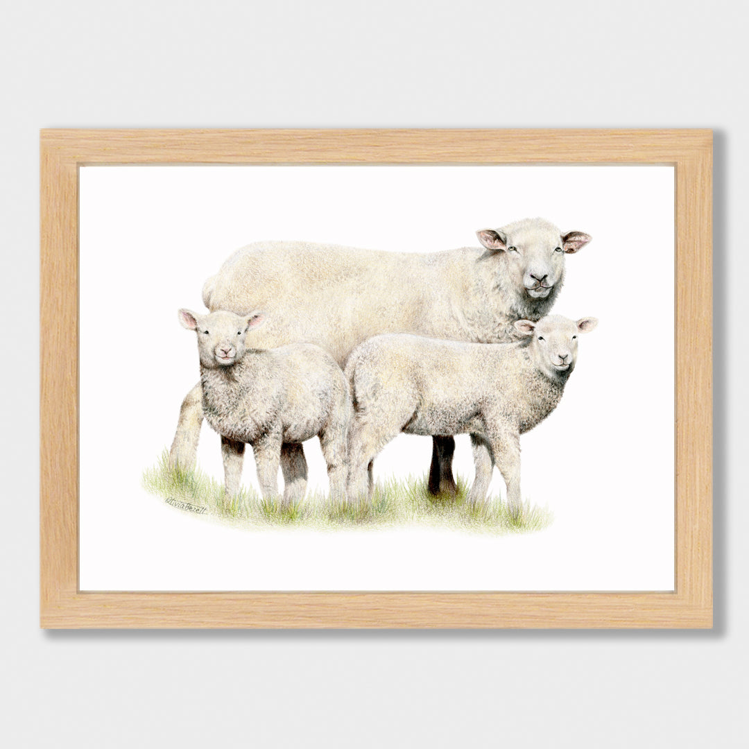 Sheep Family Print