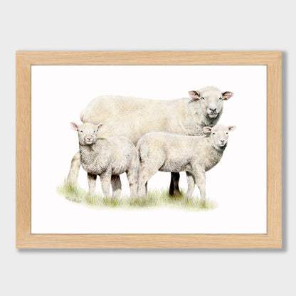 Sheep Family Print