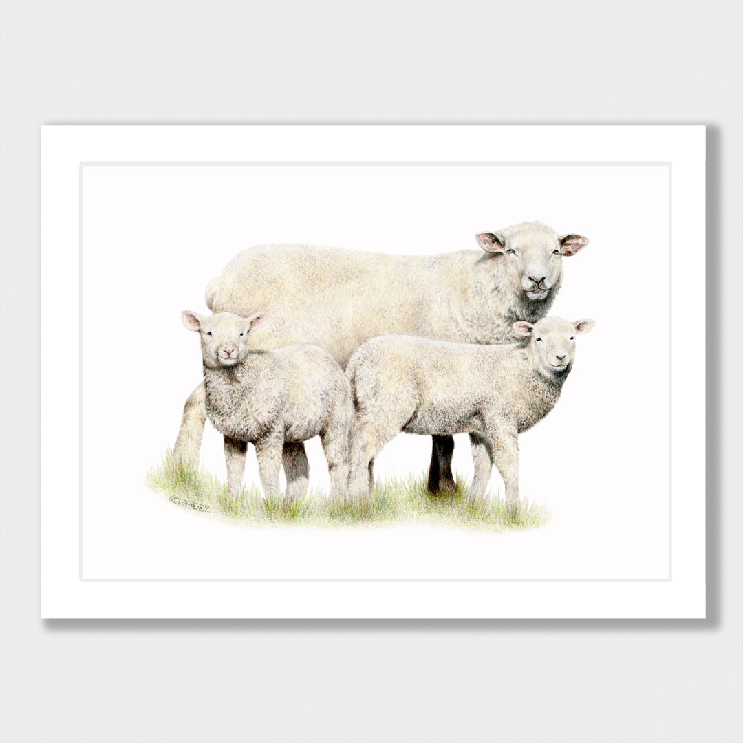 Sheep Family Print