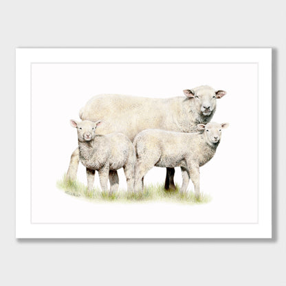Sheep Family Print