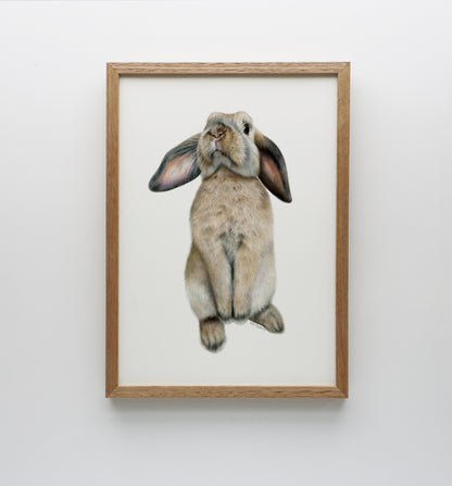 Curious Bunny Print