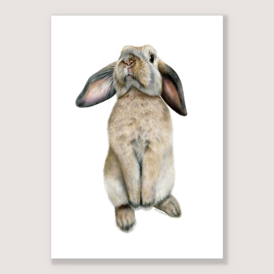 Curious Bunny Print