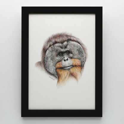 Orangutan Print