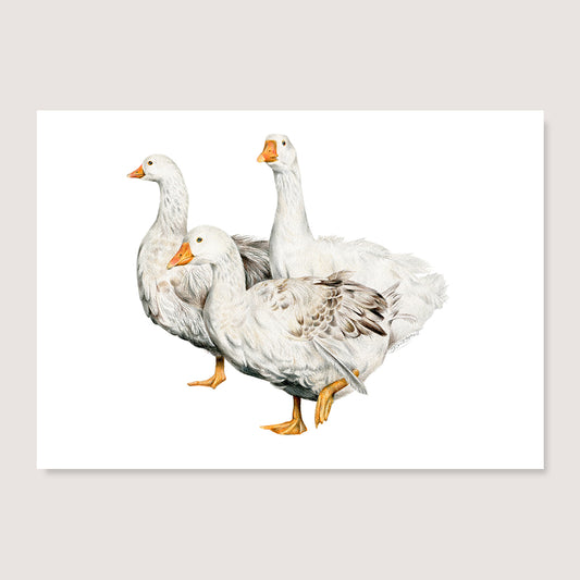 Geese Family Print