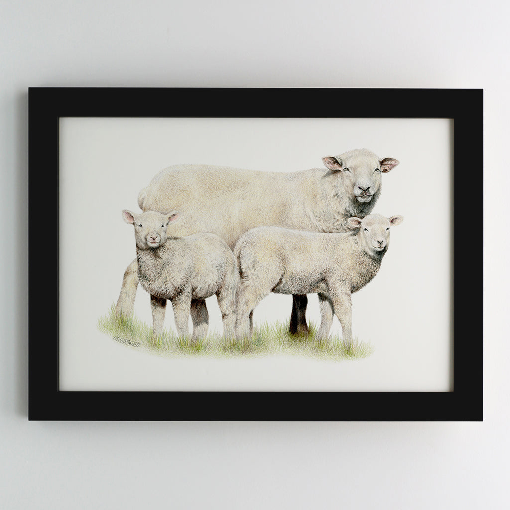 Sheep Family Print