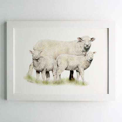 Sheep Family Print